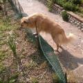 https://be.holidog.com/ImagesPetSitters/004DB7B8-651A-43C0-9289-C86B75734E09_square_120.jpg 6333-2