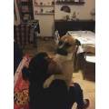 https://be.holidog.com/ImagesPetSitters/008F26B7-C68B-4861-874F-CB2BD8FBA266_square_120.jpg Giulia-DogSitter-67092-0