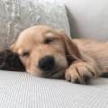 https://be.holidog.com/ImagesPetSitters/01B40323-2B7A-47AD-816A-710B18733F2C_square_120.jpg Le-paradis-des-animaux-36720-0