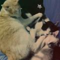 https://be.holidog.com/ImagesPetSitters/01D59634-E26B-4128-AA7E-EC43D804AE8F_square_120.jpg Animaux-passion-188999-1