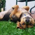 https://be.holidog.com/ImagesPetSitters/01EE8F08-B843-464C-8465-63D4B7578330_square_120.jpg Una-vacanza-per-il-tuo-cane-87437-0