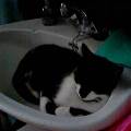 https://be.holidog.com/ImagesPetSitters/026DF0CE-068A-4AD1-A9C1-EEA691AF388F_square_120.jpg 654-1