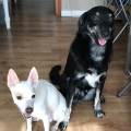 https://be.holidog.com/ImagesPetSitters/038C19BB-54AF-4564-8DD0-BA7CEE26B1C6_square_120.jpg Coccole-e-tanto-divertimento-🐶-115170-2