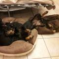 https://be.holidog.com/ImagesPetSitters/0418CD4A-69A9-4AE7-83C1-12547AE748D0_square_120.jpg L'amie-des-animaux-421076-1