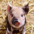 https://be.holidog.com/ImagesPetSitters/04E96E75-5A15-4C4D-ADAD-49ACE0ED1EB4_square_120.jpg Animaux-&-Cie-14960-1