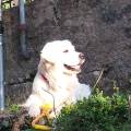 https://be.holidog.com/ImagesPetSitters/050E896B-1AE9-448C-A49E-14A03923815F_square_120.jpg Cuor-di-zampa-129117-1