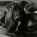 https://be.holidog.com/ImagesPetSitters/056CE74C-0399-4761-941E-B0B3780D3FB0_square_120.jpg Passione-e-Competenza!-26620-1