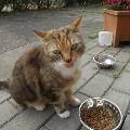 https://be.holidog.com/ImagesPetSitters/0587FFD4-2CE7-45A8-8C98-2AC92C565154_square_120.jpg Passion'chien-chat-2957-0