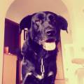 https://be.holidog.com/ImagesPetSitters/065AE8EA-5497-4822-B286-F100B52F7093_square_120.jpg Un'amica-fedele-118759-0