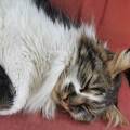 https://be.holidog.com/ImagesPetSitters/084519D3-A142-45A8-99C0-184BE87D7942_square_120.jpg Pet-sitter-!-457442-3