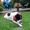 https://be.holidog.com/ImagesPetSitters/09095C6C-2928-42C2-982A-B6A00ECEB6EC_square_120.jpg L'ami-des-bêtes--4460-1