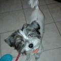https://be.holidog.com/ImagesPetSitters/09B479B5-77BF-4158-B550-8449F9E0F204_square_120.jpg Accoglienza-cani--144358-2