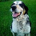 https://be.holidog.com/ImagesPetSitters/09CB02C6-70E6-4BA1-914D-45ABB727CFD0_square_120.jpg Les-toutous-avant-tout--99467-1