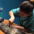 https://be.holidog.com/ImagesPetSitters/0A8A75C2-7767-4DA9-B803-586F2AC6F270_square_120.jpg French-Vetstudent-35773-3
