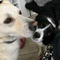 https://be.holidog.com/ImagesPetSitters/0ABF579C-B239-40C9-ACAD-0FA85B59FEA0_square_120.jpg dog-village--119515-3