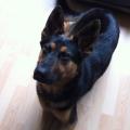https://be.holidog.com/ImagesPetSitters/0BDE1D6A-1072-4804-BB4E-295DBC2C39FD_square_120.jpg doggy-bag-9632-0