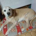 https://be.holidog.com/ImagesPetSitters/0C1C1510-F09F-4411-9389-0196A6E648AB_square_120.jpg Les-boules-d'amour-Ă -l'honneur--458696-1