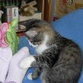 https://be.holidog.com/ImagesPetSitters/0C774C21-5133-4B62-86C1-ECBF38802363_square_120.jpg Relax-per-piccoli-e-grandi-amici-24271-1