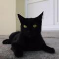 https://be.holidog.com/ImagesPetSitters/0D0B5C5E-5923-42E5-B00E-F22C2AAE2D69_square_120.jpg L'amoureuse-des-chats-154927-1