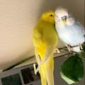 Le-paradis-des-oiseaux-89178-1