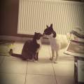 https://be.holidog.com/ImagesPetSitters/0D9117D4-C5DA-4A09-86EF-C59AB5A7E164_square_120.jpg Morgane--26210-3