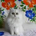 https://be.holidog.com/ImagesPetSitters/0DC40544-12B2-4F96-8AC0-980F9F7BB66F_square_120.jpg Chouchouteuse-de-chiens-et-chats-411845-3