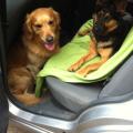 https://be.holidog.com/ImagesPetSitters/0F4A3E0A-35B5-4C3C-A27C-AF8BACCC4A2D_square_120.jpg doggy-bag-9632-1