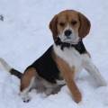 https://be.holidog.com/ImagesPetSitters/0F599CC4-9615-4D46-88D8-493AAF15E525_square_120.jpg Jeune-et-active,folle-des-animaux-340291-3