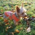 https://be.holidog.com/ImagesPetSitters/102915F3-E4B1-4D8F-AD74-6D0A9B9BDCE9_square_120.jpg Vacances-pour-chien-332177-3