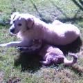 https://be.holidog.com/ImagesPetSitters/10437451-CB86-45B6-A992-34EDAB394BB6_square_120.jpg Les-Amis-des-Animaux-86916-0