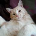 https://be.holidog.com/ImagesPetSitters/107427C0-50AA-44BE-85E6-7BE718463FB4_square_120.jpg La-maison-des-animaux-79452-1