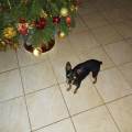 https://be.holidog.com/ImagesPetSitters/11C62BA4-8D9D-4DCB-9A84-D6D440CA9D01_square_120.jpg Animali-sempre-felici-118779-3