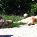 https://be.holidog.com/ImagesPetSitters/11CEE3E7-39BE-4FAF-BF1B-C3B3F6B02F68_square_120.jpg Carso-e-cani!-12808-3