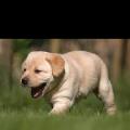 https://be.holidog.com/ImagesPetSitters/12079D79-97DD-469E-A43F-70D2495D7F64_square_120.jpg 104181-0