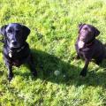 https://be.holidog.com/ImagesPetSitters/12FF057A-BC75-43B2-BBB4-7A8302A86208_square_120.jpg Pets-Addict--88723-2