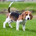 https://be.holidog.com/ImagesPetSitters/138E3616-D243-4DA2-B144-A521AD58F7EE_square_120.jpg La-carica-dei-101-20755-3
