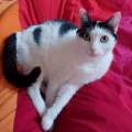 https://be.holidog.com/ImagesPetSitters/145B00FF-17E5-424C-B8AE-9DE962DDA96A_square_120.jpg Lulu-pets-458474-2
