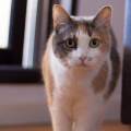 https://be.holidog.com/ImagesPetSitters/14755EAD-C8E5-4E77-A74C-CD205309FBF4_square_120.jpg Toujours-lĂ -pour-eux-19241-2