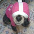 https://be.holidog.com/ImagesPetSitters/14D2A554-21E2-45C3-9CF4-CD9017EF99C3_square_120.jpg Super-mon-maître-part-en-vacances--41740-1