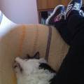https://be.holidog.com/ImagesPetSitters/154218EA-430A-4A01-8162-F7AAFFA81600_square_120.jpg Amante-degli-animali-22546-0