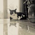https://be.holidog.com/ImagesPetSitters/154A925D-48F5-41DC-8A32-50FA94B5F543_square_120.jpg Aspirante-gattara-cerca-a-mici-9746-3