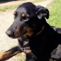 https://be.holidog.com/ImagesPetSitters/156B7E89-FB51-4E74-A8DB-7555530D759C_square_120.jpg Française-et-amoureuse-des-animaux--42886-1
