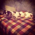 https://be.holidog.com/ImagesPetSitters/15A3B74C-BE3B-4265-92E2-2C1D31F6B3B6_square_120.jpg coccole-e-passeggiate-35314-3