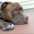 https://be.holidog.com/ImagesPetSitters/1601FE6F-5217-4962-9695-49680E567DEF_square_120.jpg L'amica-dei-cani-173311-1