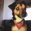 https://be.holidog.com/ImagesPetSitters/166A7332-971B-4823-B214-9666ADF1BA22_square_120.jpg Ange-des-animaux--51836-0