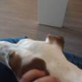 https://be.holidog.com/ImagesPetSitters/1781BD7E-B7D4-4CCA-AF25-EB9DBB9428AB_square_120.jpg presente-tous-l-ete-^^-489848-1