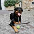 https://be.holidog.com/ImagesPetSitters/17838EA6-8621-4A1A-BC7C-2AE70157ADA5_square_120.jpg Doctorante-en-Biologie-Animale-250482-3