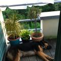 https://be.holidog.com/ImagesPetSitters/17C42802-9408-4DCE-B877-954B780984F8_square_120.jpg doggy-bag-9632-3