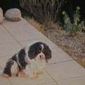 https://be.holidog.com/ImagesPetSitters/17C5E034-BBBA-4CA2-ABFF-1820BA23F6F8_square_120.jpg 66966-0