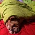 https://be.holidog.com/ImagesPetSitters/187E3521-D394-413A-B6AD-8839AB6CD7FC_square_120.jpg Garde-d'animaux--41991-3